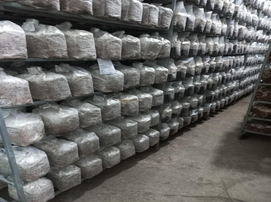 Ideal Mushrooms for Vertical Systems.jpg